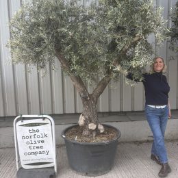 Gnarled olive tree