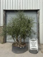 IMG_9001 Natural Form Olive Tree