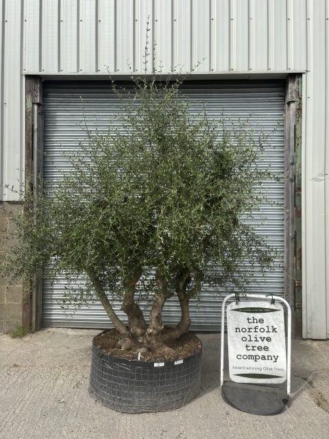 Natural Form Olive Tree