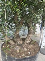 IMG_9004