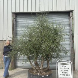 Large Natural Shape Olive Tree 2.65 metres- Specimen Olive Tree UK