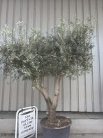 IMG_9008 Branched Olive Tree