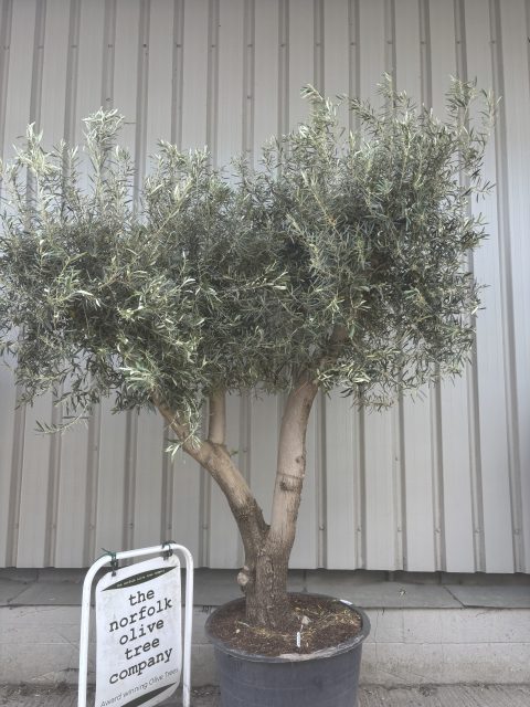Branched Olive Tree