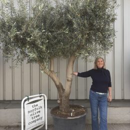 Character Branched Olive Tree – Sculptural Mediterranean Specimen from Elche