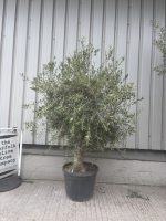 Arbequina Olive tree