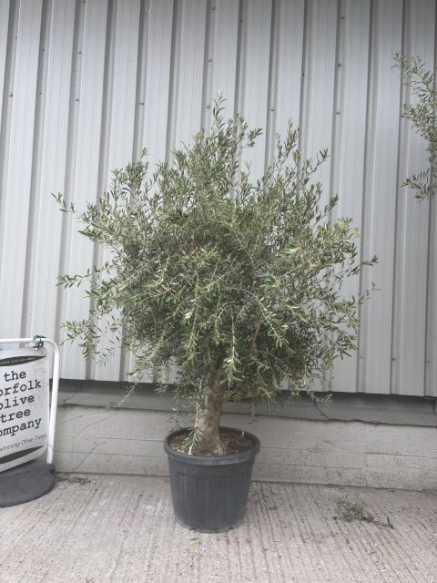 Arbequina Olive tree