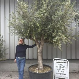 Character Branched Olive Tree 2.9m planted - Mature Olive Tree UK