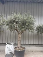 IMG_9032 mature olive tree UK
