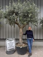 IMG_9037 mature olive tree UK