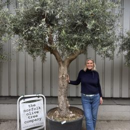 mature olive tree UK