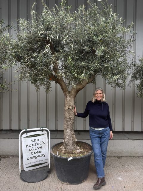 IMG_9037 mature olive tree UK
