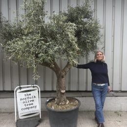 Mature Spanish Olive Tree for Sale UK -Gordal variety