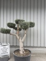 Cloud-Pruned Olive Tree