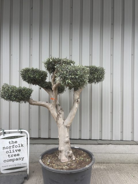 Cloud-Pruned Olive Tree
