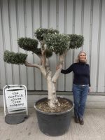 Cloud-Pruned Olive Tree