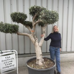 Japanese-Style Olive Tree with Cloud Pruned Form