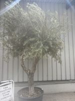 IMG_9075 Branched Olive Tre