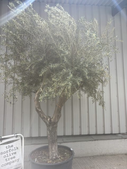 Branched Olive Tre