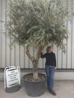 IMG_9079 Branched Olive Tre