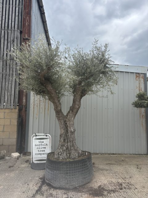 Gnarled Olive Tree