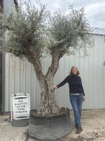 IMG_9091 Olive Trees for Sale UK
