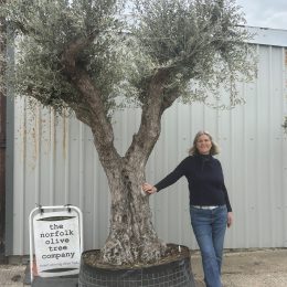 Gnarled Olive Tree