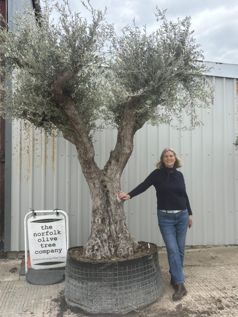 IMG_9091 Olive Trees for Sale UK