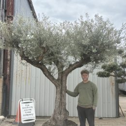 Extra Large Ancient Olive Tree – Sculptural Garden Feature