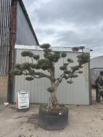 IMG_9102 Cloud-Pruned Olive Tree