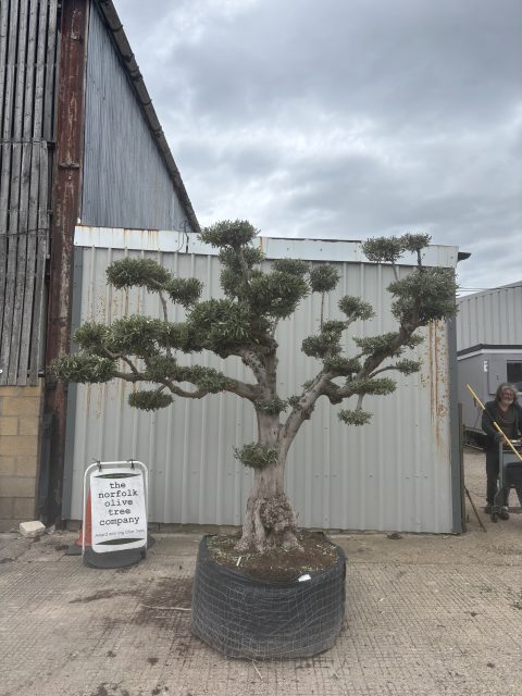 Cloud-Pruned Olive Tree