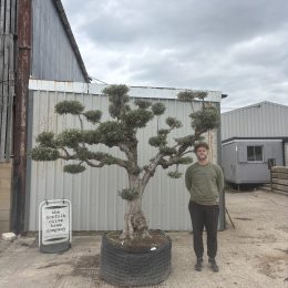 Cloud-Pruned Olive Tree | Niwaki Olive Trees for Sale UK – The Norfolk Olive Tree Company
