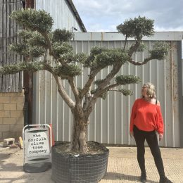 Cloud-Pruned Olive Tree | Niwaki Olive Trees for Sale UK – The Norfolk Olive Tree Company