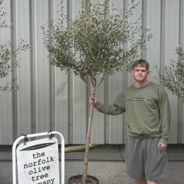Tuscan Leccino Olive Tree for Sale – Formatively Pruned Specimen with Wispy Crown delivery included