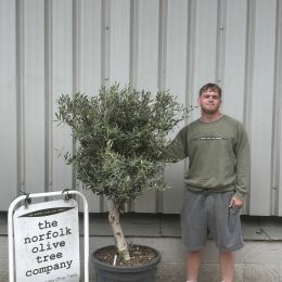 Olive Tree in Pot UK -Arbequina variety -with delivery included
