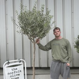 Tuscan Leccino Olive Tree for Sale – Formatively Pruned - delivery included