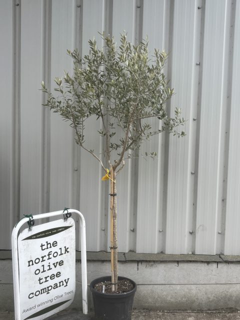 Leccino Olive Tree