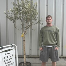 Leccino Olive Tree