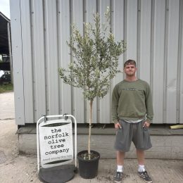 Italian Leccino Olive Tree for Sale with Wispy Crown delivery included