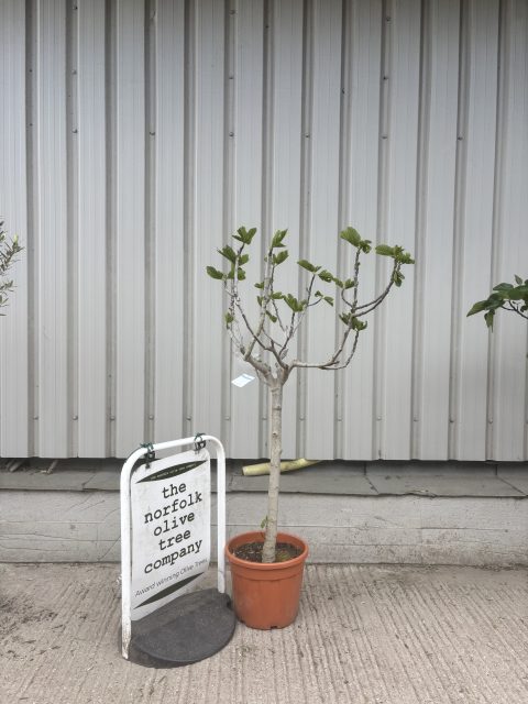 Goutte d’Or Fig Tree