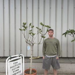Goutte d’Or Fig Tree