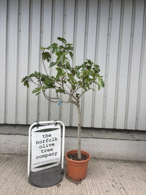 Goutte d’Or Fig Tree