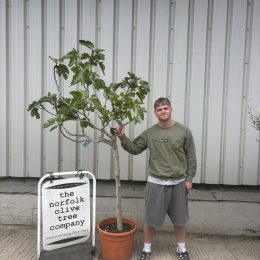 Goutte d’Or Fig Tree - delivery included.