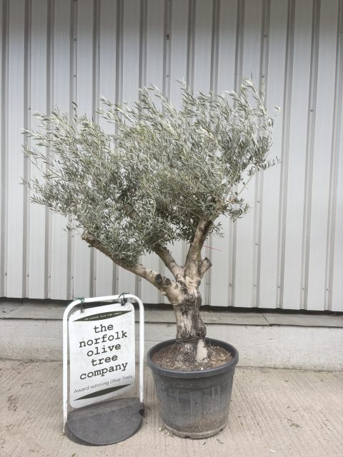 Branched Olive Tree