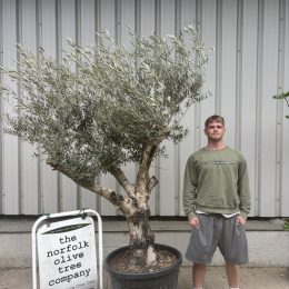 Branched Olive Tree
