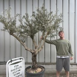 Branched Olive Tree Spanish ‘Tortuga’