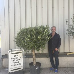 Olive Tree in Pot UK -Arbequina variety -delivery included