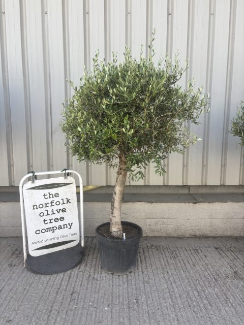 Olive Tree in Pot for Sale UK | Mature Hardy Olive Tree – Delivery ...