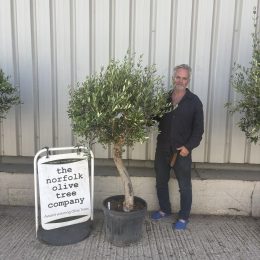 Olive tree in pot