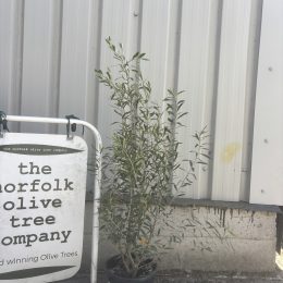 Olea europaea ‘Cipressino’ delivery included