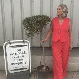 Young Picual Olive Tree – fruiting olive - delivery included